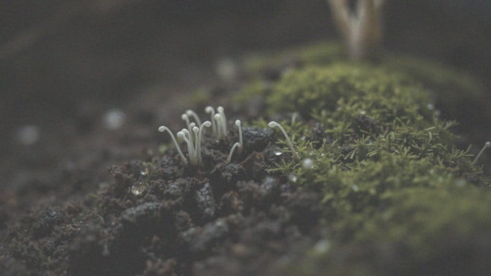 Jak długo trwa pojawienie się pierwszych grzybów?
