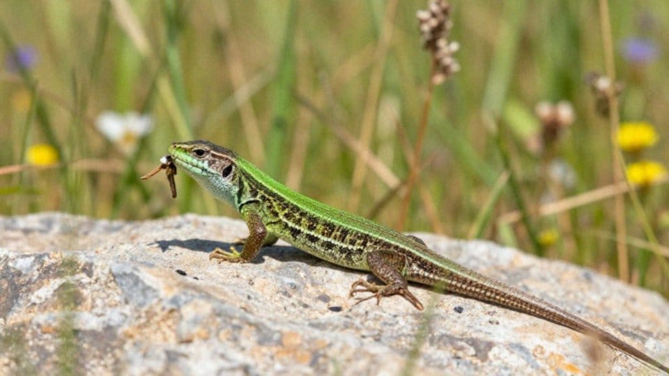 Jak różni się dieta młodych i dorosłych zwinek?