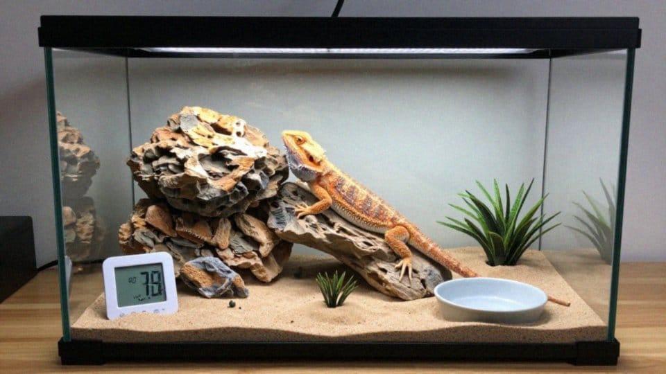 Jak utrzymać temperaturę i UVB w terrarium?