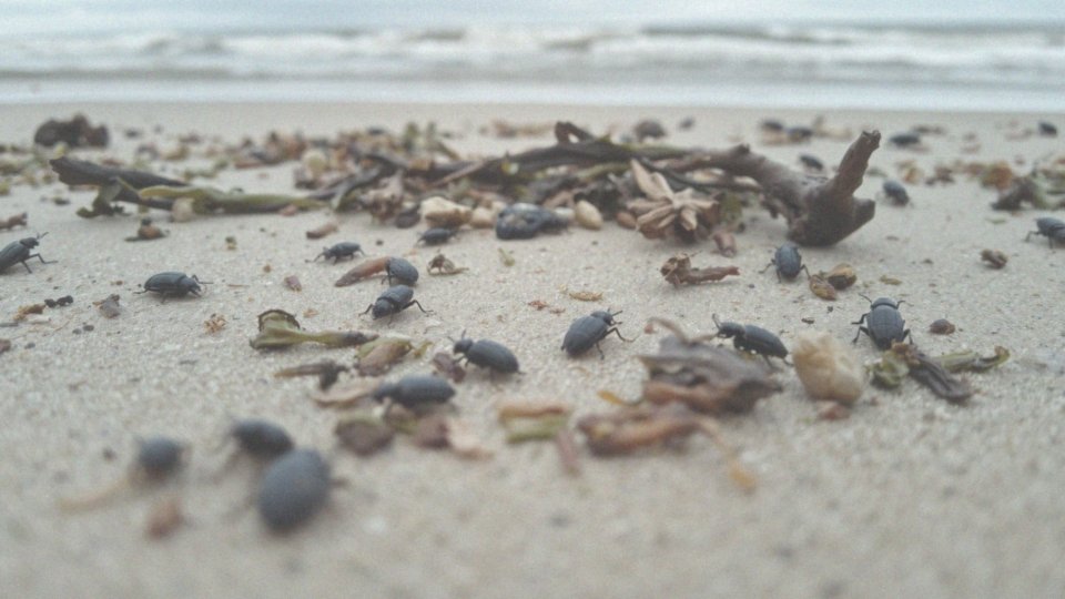Co to jest Zmieraczek plażowy i jak wpływa na ekosystem plaż?