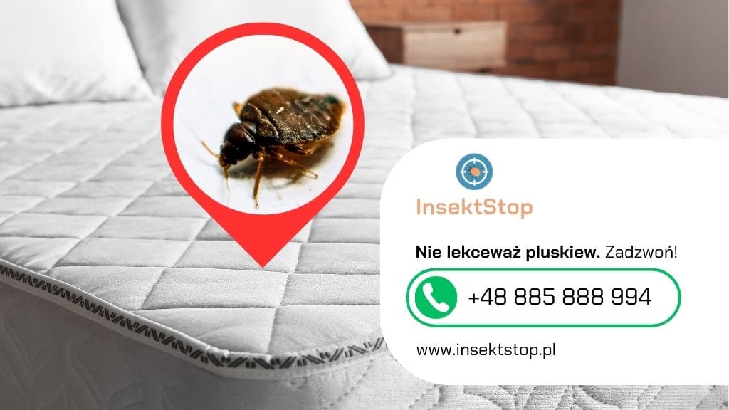 zwalczanie pluskiew insektstop.pl